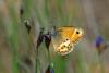 70949 – Photo : Bernard DELEFOSSE – France (84)
