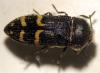 70527 – Photo : Savi – France (34)