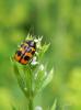 70483 – Photo : Noushka – France (31)