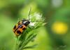 70476 – Photo : Noushka – France (31)