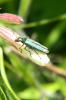 70099 – Photo : Nicolas Alric – France (12)