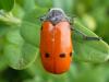 70911 – Photo : Jean DEXHEIMER – France (46)