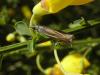 70436 – Photo : Pascal Pertuzon – France (42)