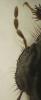 70637 – Photo : Pierre Frapa – France (04)