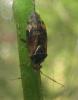 Deraeocoris flavilinea