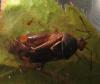Deraeocoris flavilinea
