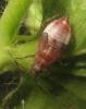 Deraeocoris flavilinea