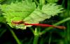 Pyrrhosoma nymphula