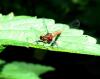 70524 – Photo : Jean-Claude Jamoulle – France (06)