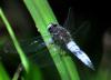 70609 – Photo : Jean-Claude Jamoulle – France (06)