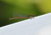 70600 – Photo : Jean-Claude Jamoulle – France (06)