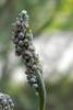 70793 – Photo : Nicolas Alric – France (12)