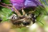 70379 – Photo : H. Dumas – France (13)