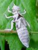 70629 – Photo : Vincent VALLI – France (10)