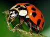 70647 – Photo : CUCHET Gerard – France (38)