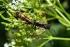 70100 – Photo : Nicolas Alric – France (12)