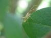 70831 – Photo : Sandrine Drouillard – France (60)