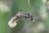 70048 – Photo : alain Roujas – France (31)