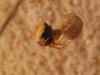 70890 – Photo : Sandrine Drouillard – France (60)