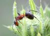 70944 – Photo : patrick derennes – France (44)