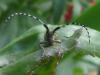 70951 – Photo : Sandrine Drouillard – France (60)