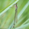 Ischnura elegans