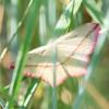 70059 – Photo : Bernard VENEAU – France (41)