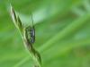 70826 – Photo : Sandrine Drouillard – France (60)