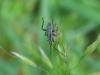 70827 – Photo : Sandrine Drouillard – France (60)
