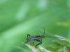 70828 – Photo : Sandrine Drouillard – France (60)