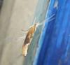 70983 – Photo : alain Roujas – France (31)