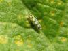 70356 – Photo : Sandrine Drouillard – France (60)