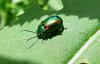 70557 – Photo : Jean-Cyril FREEMAN – Italie