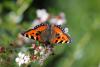 70834 – Photo : Dominique THAUVIN – France (45)