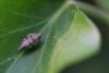 70003 – Photo : Frederique Bey – France (54)