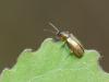 70384 – Photo : patrick derennes – France (91)