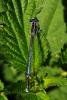 70846 – Photo : Bernard DELEFOSSE – France (07)