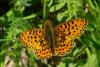70022 – Photo : Bernard DELEFOSSE – France (26)