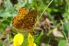 70028 – Photo : Bernard DELEFOSSE – France (26)