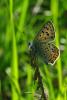 70179 – Photo : Bernard DELEFOSSE – France (26)