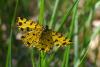 70026 – Photo : Bernard DELEFOSSE – France (26)