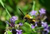 70262 – Photo : Bernard DELEFOSSE – France (26)