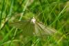 70358 – Photo : Bernard DELEFOSSE – France (26)