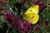 70692 – Photo : Bernard DELEFOSSE – France (26)