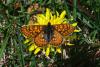70848 – Photo : Bernard DELEFOSSE – France (26)