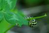 70699 – Photo : Bernard DELEFOSSE – France (26)
