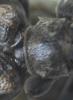 Leiopus femoratus