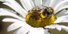 70555 – Photo : Philippe – France (60)