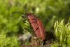 70923 – Photo : Jean-Chritophe de Massary – Pologne