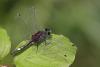 70541 – Photo : Marc Solari – France (68)